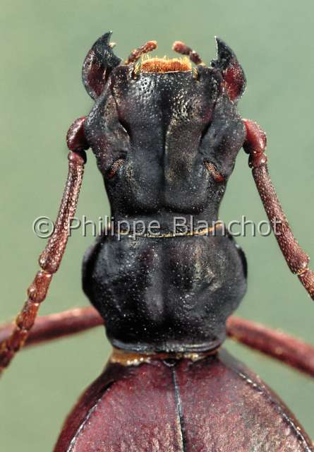 Elenophorus collaris.JPG - Elenophorus collaris (Portrait)TenebrionDarkling beetleColeoptera TenebrionidaeFrance